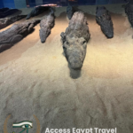 Crocodile museum Com Ombo 2