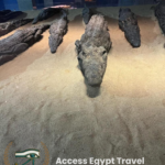 Crocodile museum Com Ombo 3