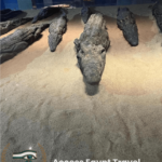 Crocodile museum Com Ombo min