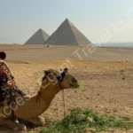 camel at the pyramids a4b5ebe470